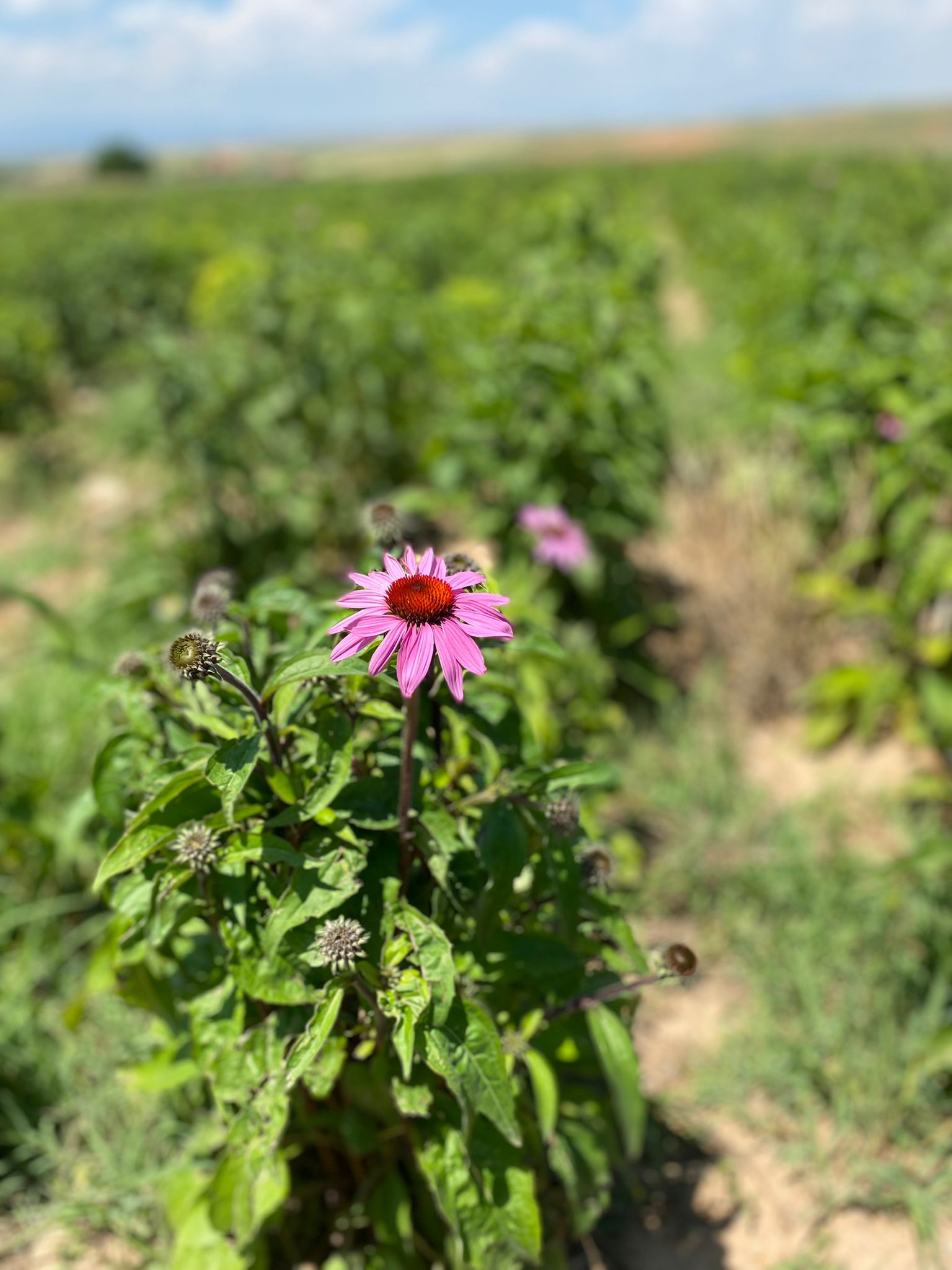 Tıbbi ve Aromatik Bitki Üretimi